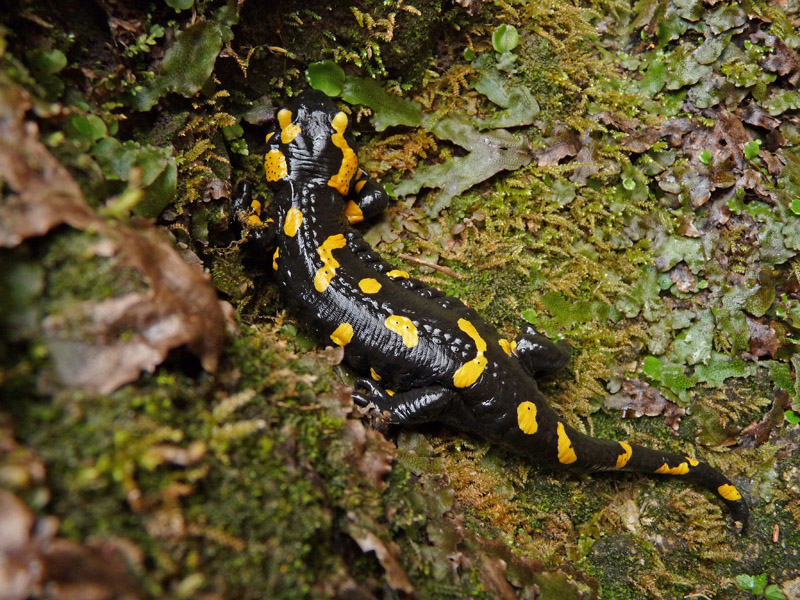 Salamandra salamandra